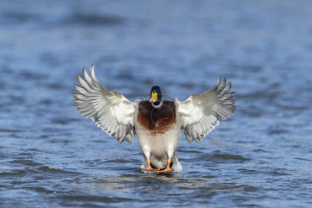 Mallard (Anas platyrhynchos), Aterrizaje en el agua, Hesse, Alemania, Europa
