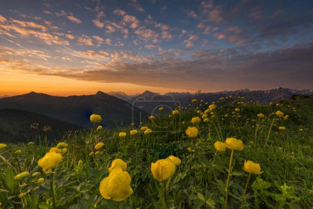 Lever de soleil derrière le pré avec Globeflowers (Trollius europaeus) et les Alpes Lechtaler en arrière-plan, Tannheimer Tal, Tyrol, Autriche, Europe