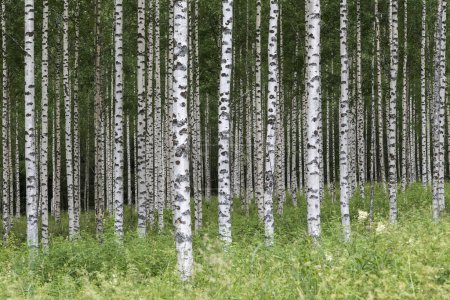 Birches (Betula), tribes, Juuma, Finland, Europe