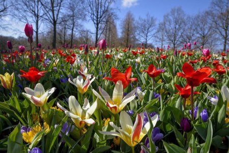 Esplendor floral con coloridos Tulipanes (Tulipa) y Crocus (Crocus) en primavera, Keukenhof, Lisse, Provincia Holanda Meridional, Países Bajos
