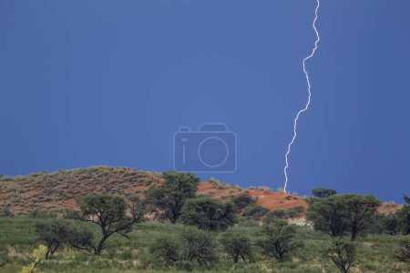 Grasbewachsene Sanddüne und Kameldornbäume (Acacia erioloba) in der Kalahari Wüste, Januar, Regenzeit mit Gewitter und Blitz, Kgalagadi Transfrontier Park, Südafrika, Afrika