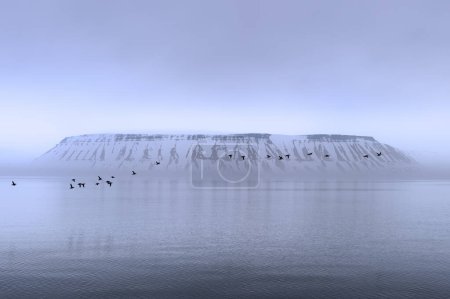 Troupeau de Guillemots de Brünich (Uria lomvia) ou de guillemots de Brunnich au-dessus du détroit de Hinlopen, île Spitsbergen, archipel du Svalbard, Norvège