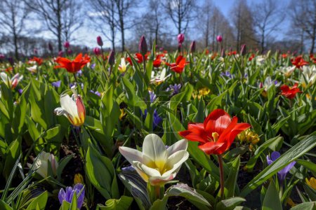Blütenpracht mit bunten Tulpen (Tulipa) und Krokussen (Crocus) im Frühling, Keukenhof, Lisse, Provinz Südholland, Niederlande