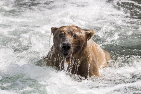 Brown bear (Ursus Arctos) emerging from the water, Brooks River, Katmai National Park, Alaska, USA, North America