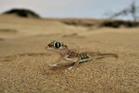 Namib-Gecko, namib-Sandgecko, netzfüßiger Gecko (Pachydactylus rangei), Namib-Wüste, Namibia, Afrika