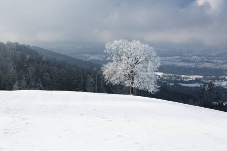 Tree with hoar frost, winter landscape on the Rorschacherberg, Bch, Grub, Appenzell Ausserrhoden, Switzerland, Europe 