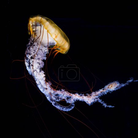 Medusas de brújula (Chrysaora hysoscella), fondo negro, cautivas