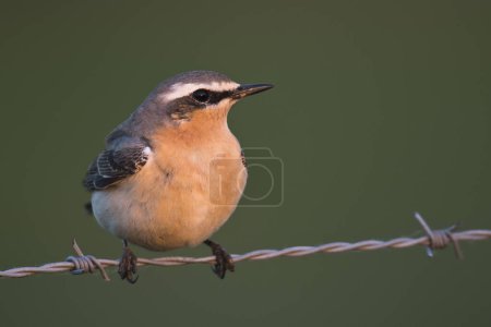 Northern wheatear (Oenanthe oenanthe), male sitting on barbed wire, Emsland, Lower Saxony, Germany, Europe