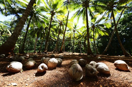 Cocos en el suelo, plantación de palma de coco, Isla Atiu, Islas Cook, Oceanía