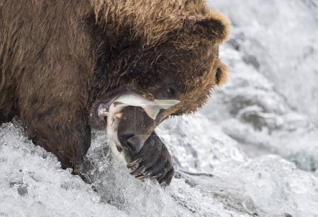 Brown bear (Ursus Arctos) during salmon fishing, Brooks Falls, Brooks River, Katmai National Park, Alaska, USA, North America