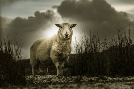 Scottish Domestic sheep (Ovis gmelini aries) in a meadow, Isle of Sky, Scotland, Royaume-Uni, Europe