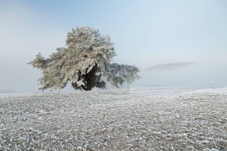 Pino Viejo (Pinus) con Hoarfrost, Hegau, Watterdingen, Baden-Wrttemberg, Alemania, Europa 