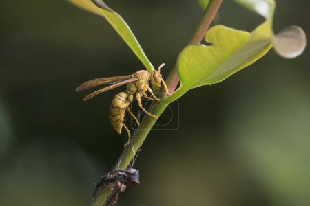 Yellow Common paper wasp (Polistes olivaceus), Praslin, Seychelles, Africa