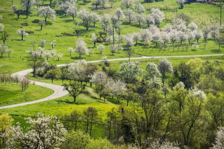 Flowering orchard meadows, cherry blossom, Obereggenen, Markgrflerland, Black Forest, Baden-Wrttemberg, Germany, Europe 