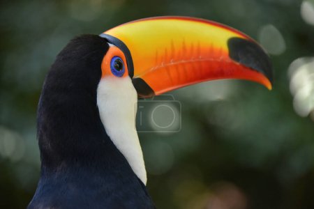 Toco toucan (Ramphastos toco), Foz de Iguazu, Puerto Iguazu, Argentina, South America