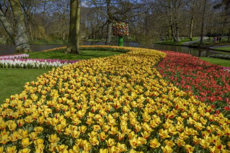 Flower border, floral splendour with colourful Tulips (Tulipa) in spring, Keukenhof, Lisse, Province South Holland, Netherlands