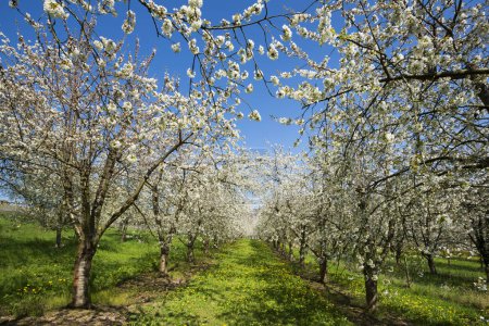 Flor de cerezo, plantación de frutas, Obereggenen, Markgrflerland, Selva Negra, Baden-Wrttemberg, Alemania, Europa 