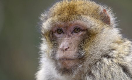 Macaque barbare (Macaca sylvanus), portrait d'animal, prisonnier, France, Europe