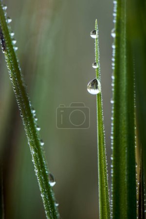 Sharp blade of grass with dew drops, Germany, Europe