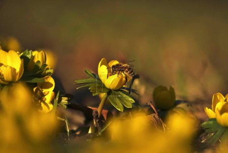 Bee (Apis) on Winter aconite (Eranthis hyemalis), Germany, Europe