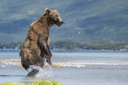 Brown bear (Ursus Arctos), standing upright in the water, Katmai National Park, Alaska, USA, North America