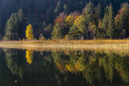Espejo de agua, árboles otoñales en el lago Schwansee, Fssen, Ostallgu, Baviera, Alemania, Europa 