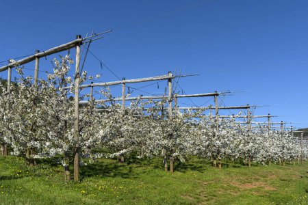 Cerezos jóvenes, plantación de cerezos en flor (Prunus avium) con granizo, cielo azul, Alta Franconia, Baviera, Alemania, Europa