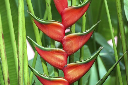 Red flower of Heliconia (Heliconia wagneriana), Costa Rica, Central America