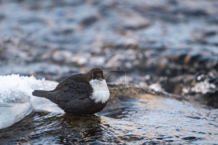 White-throated Dipper (Cinclus cinclus) standing in the river, Lapland, Finland, Europe