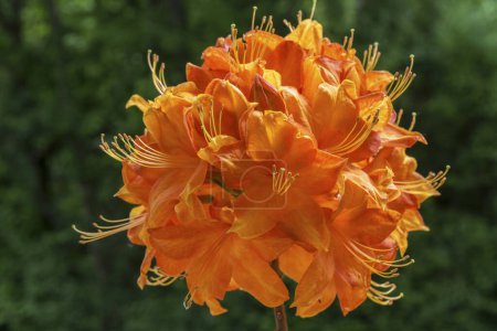 Orange blossom, Azalea (Azalea), Baden-Wrttemberg, Germany, Europe 