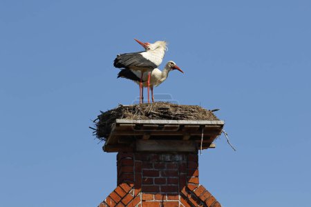 Cigüeñas blancas (Ciconia ciconia), pareja reproductora en nido en el techo a dos aguas, pueblo cigüeña Rhstdt, Brandenburgo, Alemania, Europa 