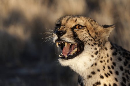 Cheetah (Acinonyx jubatus), hissing, near Keetmanshoop, Namibia, Africa