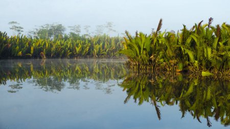 Morning atmosphere and water reflection in the river Sungai Sekonyer in Tanjung Puting National Park, Central Kalimantan, Borneo, Indonesia, Asia