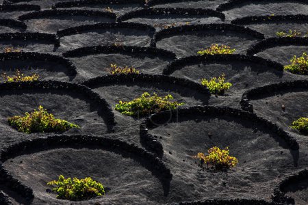 Typical vineyards in dry cultivation in volcanic ash, lava, vines, vineyard La Geria, Lanzarote, Canary Islands, Spain, Europe