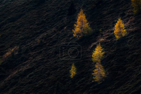 alerce otoñal (Larix decidua) en una ladera de montaña oscura, Vals Valstal, Tirol del Sur, Italia, Europa