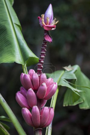 Plátano rojo silvestre (Musa velutina), flores y frutas, Costa Rica, América Central