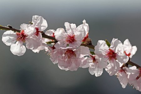 Flor de almendras (Prunus dulcis), Ruta del Vino del Sur, Renania-Palatinado Alemania