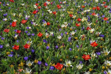 Blütenpracht mit bunten Tulpen (Tulipa) und Krokussen (Crocus) im Frühling, Keukenhof, Lisse, Provinz Südholland, Niederlande