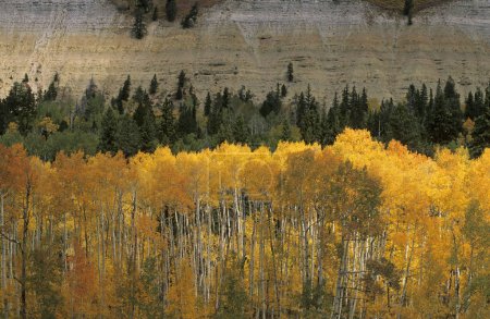 Fall coloured forest in the Wasatch Range, Skyline Drive, Utah, USA, North America