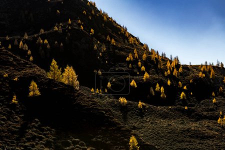 Alerce (Larix decidua) en una ladera de montaña oscura, Vals Valstal, Tirol del Sur, Italia, Europa