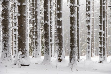Troncos de árboles cubiertos de nieve en el bosque, abetos (ficus) con nieve, parque natural Jauerling, Wachau, Baja Austria, Austria, Europa