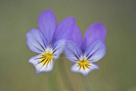 Heartsease or Wild Pansy (Viola tricolor), Emsland region, Lower Saxony, Germany, Europe