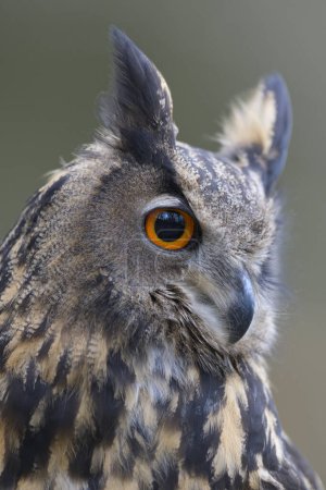 Eurasian eagle-owl (Bubo bubo), animal portrait, Sumava National Park, Bohemian Forest, Czech Republic, Europe