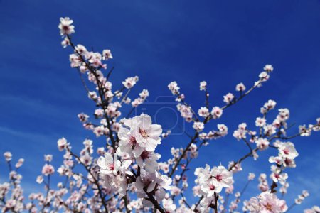 Almond blossoms, Gimmeldingen, Palatinate Almond Trail, German Wine Route, Rhineland-Palatinate, Germany, Europe