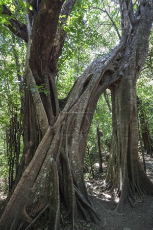 Brettwurzeln der Florida Strangler Fig (Ficus aurea), Nationalpark Rincon de la Vieja, Parque Nacional Rincon de la Vieja, Provinz Guanacaste, Costa Rica, Mittelamerika