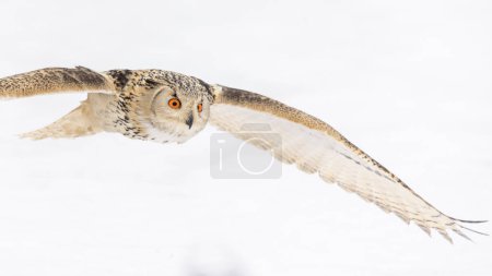 Siberian Eagle Owl (Bubo bubo sibiricus), adult female flying over snow, captive, Bohemia, Czech Republic, Europe