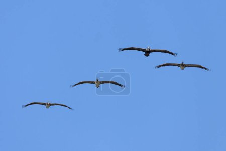 Quatre pélicans bruns (Pelecanus occidentalis) planant, ciel bleu, parc national Manuel Antonio, province de Puntarenas, Costa Rica, Amérique centrale