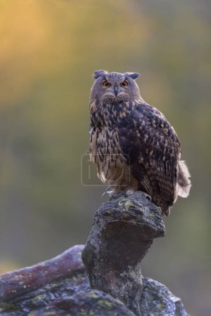 Eurasian eagle-owl (Bubo bubo), sitting on a rock covered with lichens, Sumava National Park, Bohemian Forest, Czech Republic, Europe