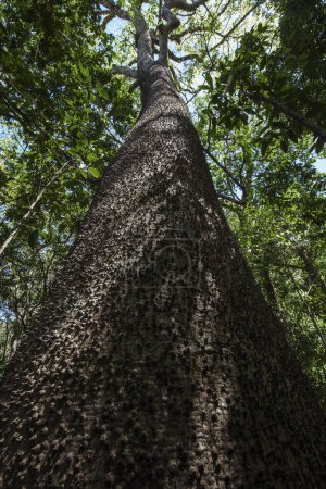 Sandkastenbaumstamm (Hura crepitans), Nationalpark Rincon de la Vieja, Parque Nacional Rincon de la Vieja, Provinz Guanacaste, Costa Rica, Mittelamerika