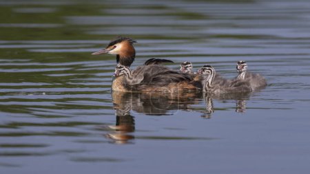 Great crested grebe (Podiceps cristatus), adult bird with young birds in water, a chick sits in plumage, Bavaria, Germany, Europe